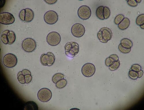 Case Study: Bio-Tech Firm